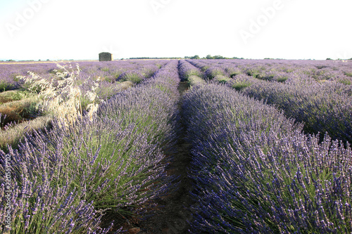 Fototapeta Naklejka Na Ścianę i Meble -  Lavendelfeld in der Provence