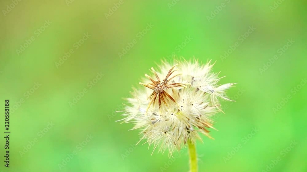 HD 1080 super slow beautiful dry cadillo shisada flowers field in nature background HD 1080 super slow beautiful dry cadillo shisada flowers field in nature background