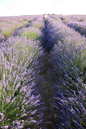 Fototapeta Naklejka Na Ścianę i Meble -  Lavendelfeld in der Provence