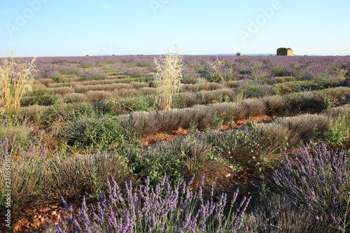 Fototapeta Naklejka Na Ścianę i Meble -  Lavendelfeld in der Provence
