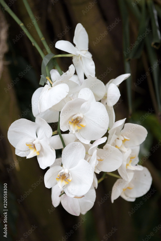 Obraz premium Orchideen Orchideengewächse (Orchidaceae)