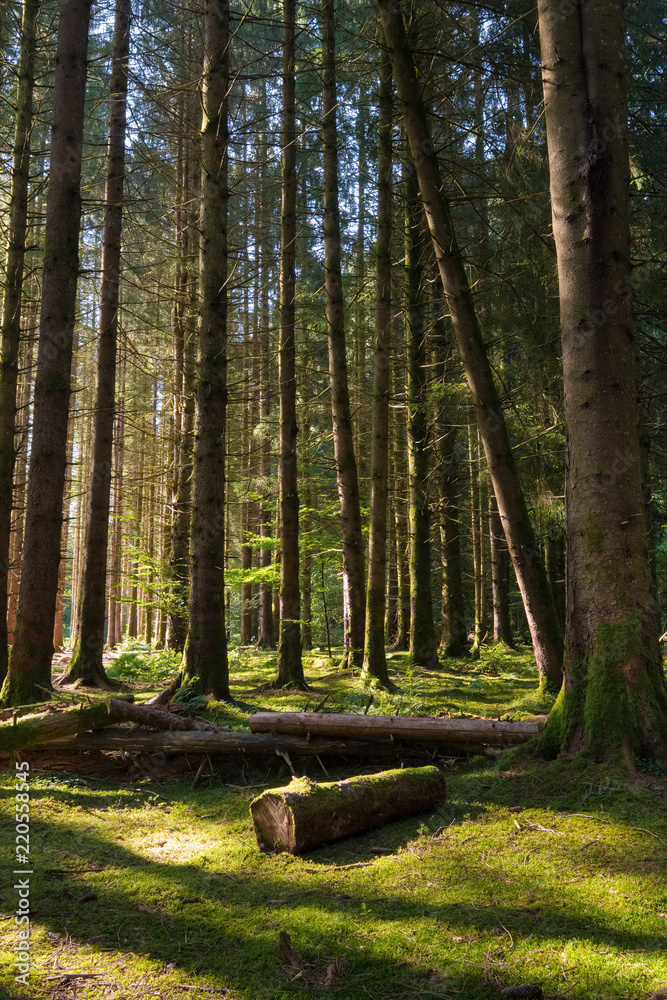 forêt arbre sapin mousse fantastique décor lumière vert nature grand forestier conte forêt arbre sapin mousse fantastique décor lumière vert nature grand forestier conte