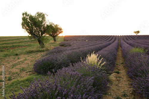 Fototapeta Naklejka Na Ścianę i Meble -  Lavendelfeld in der Provence
