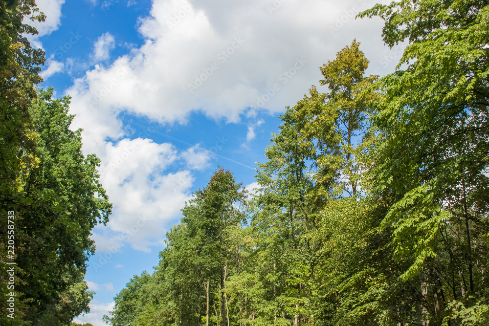 top of tree natural scenery landscape shot on blue sky background top of tree natural scenery landscape shot on blue sky background