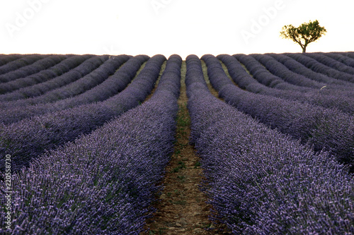 Fototapeta Naklejka Na Ścianę i Meble -  Lavendelfeld in der Provence