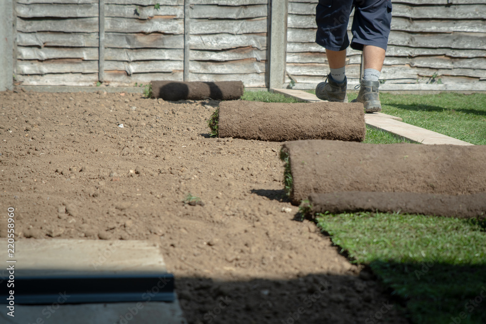 Fresh turf being rolled out into the back garden or lawn at home.