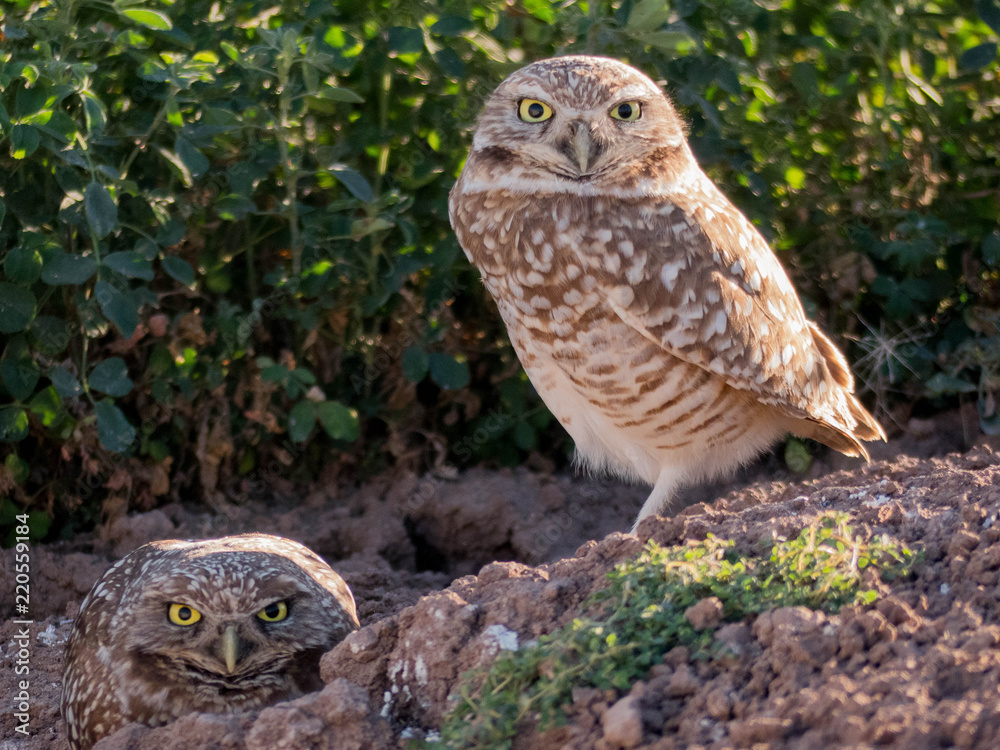 mother burrowing owl and baby owlet staring at camera mother burrowing owl and baby owlet staring at camera