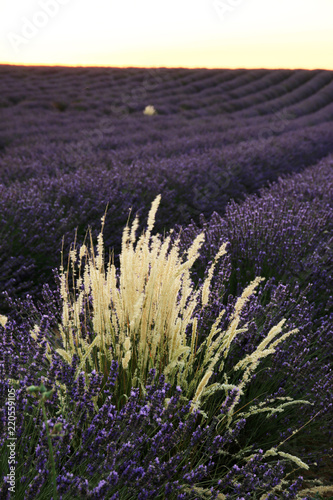 Fototapeta Naklejka Na Ścianę i Meble -  Lavendelfeld in der Provence