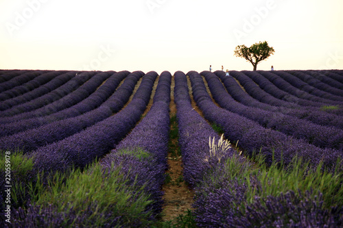 Fototapeta Naklejka Na Ścianę i Meble -  Lavendelfeld in der Provence