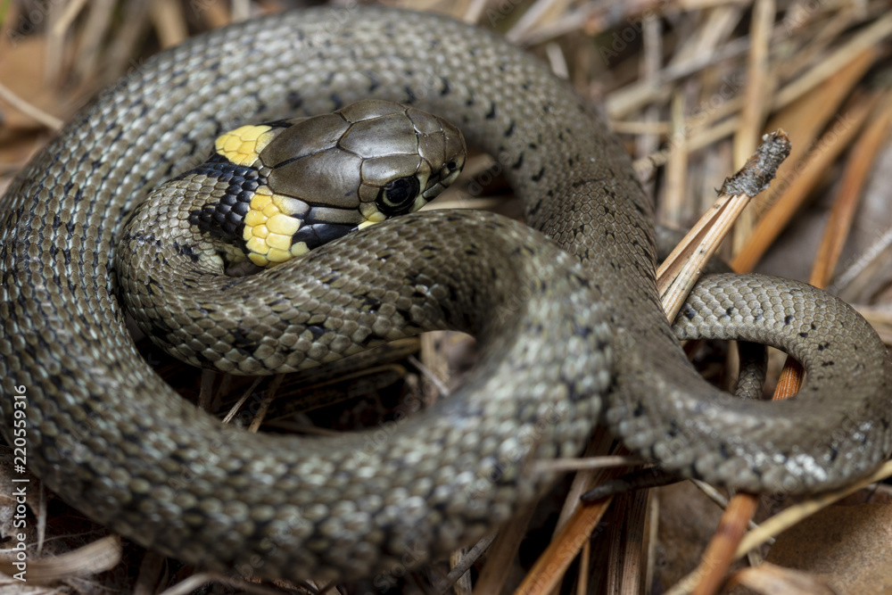 Fototapeta premium Grass snake in defensive pose (Natrix natrix)