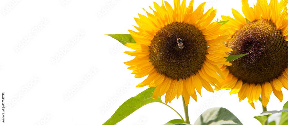 freigestellte Sonnenblumen