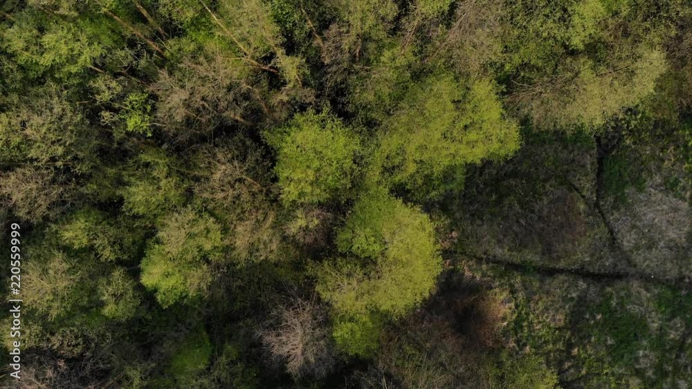 Aerial view. Flying in european forest over green spring trees Aerial view. Flying in european forest over green spring trees