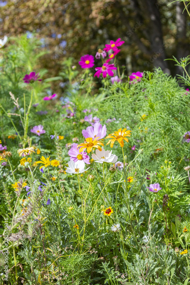 Obraz premium Different colorful flowers in a flower bed