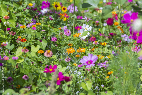 Different colorful flowers in a flower bed