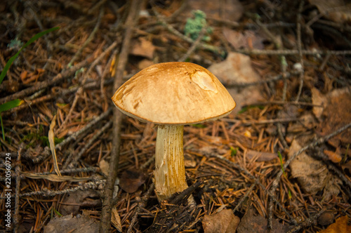Mushroom in a pine forest