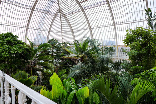 Canvas Print tropical plants in greenhouse