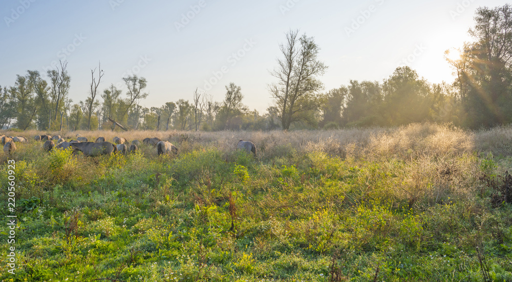 Horses in a field along a misty lake at sunrise in summer Horses in a field along a misty lake at sunrise in summer