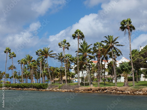 Aruba palm trees