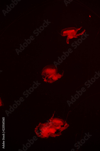 Fototapeta Naklejka Na Ścianę i Meble -  bright jellyfish floating in the dark sea