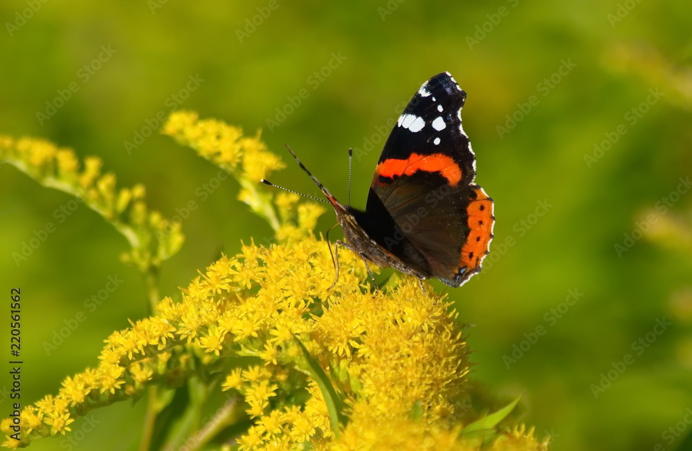 Butterfly Admiral on yellow flowers. Vanessa atalanta. Butterfly Admiral on yellow flowers. Vanessa atalanta.