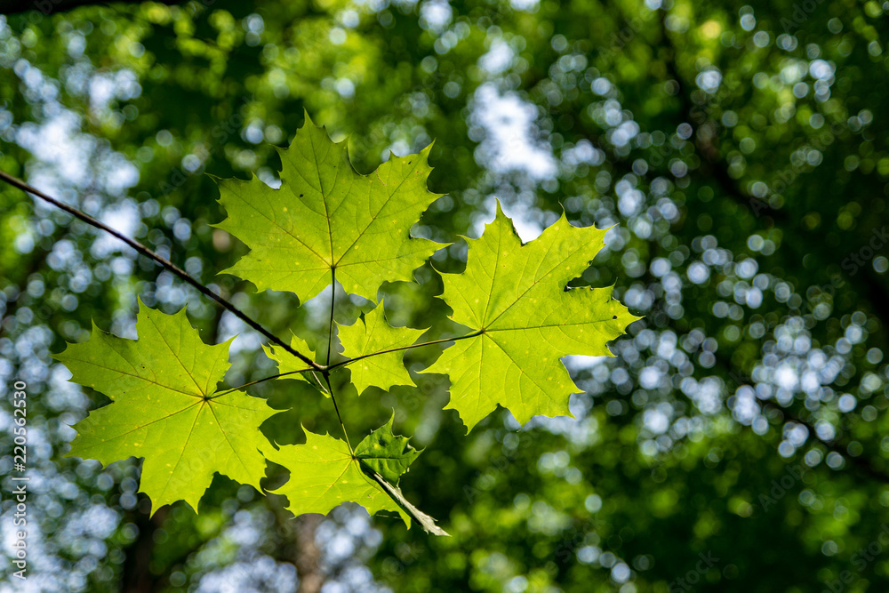 maple maple