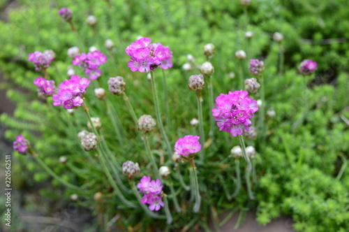 Armeria maritima - pink flower born late spring