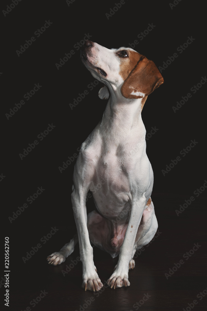 Istrian shorthaired hound isolated on black backround Istrian shorthaired hound isolated on black backround