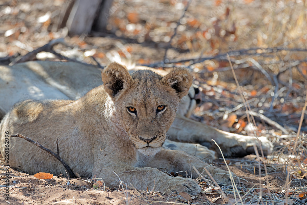 Lion cub rests in the shade with its mother near Etosha National Park Lion cub rests in the shade with its mother near Etosha National Park