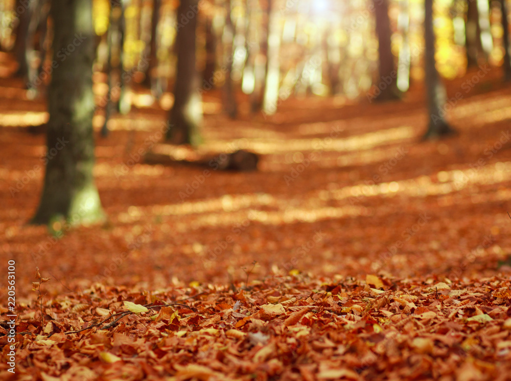 Fallen leaves in autumn forest at sunset on woods background