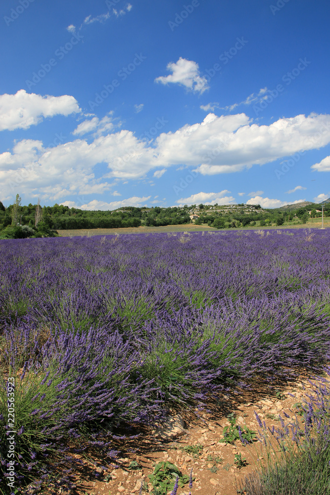 Fototapeta premium Lavendelfeld in der Provence