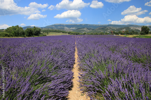 Fototapeta Naklejka Na Ścianę i Meble -  Lavendelfeld in der Provence