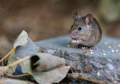 Common House Mouse Eating Birdseed photo