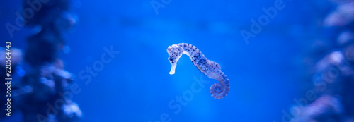 Seahorse, Hippocampus swimming in the ocean, against a background of corals