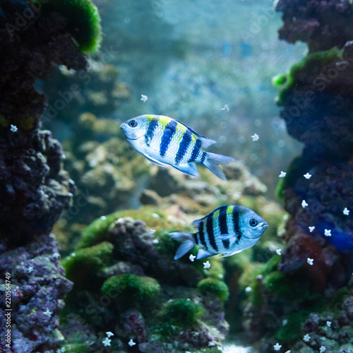 Abudefduf sexfasciatus. Fish swimming in the ocean, against a background of corals