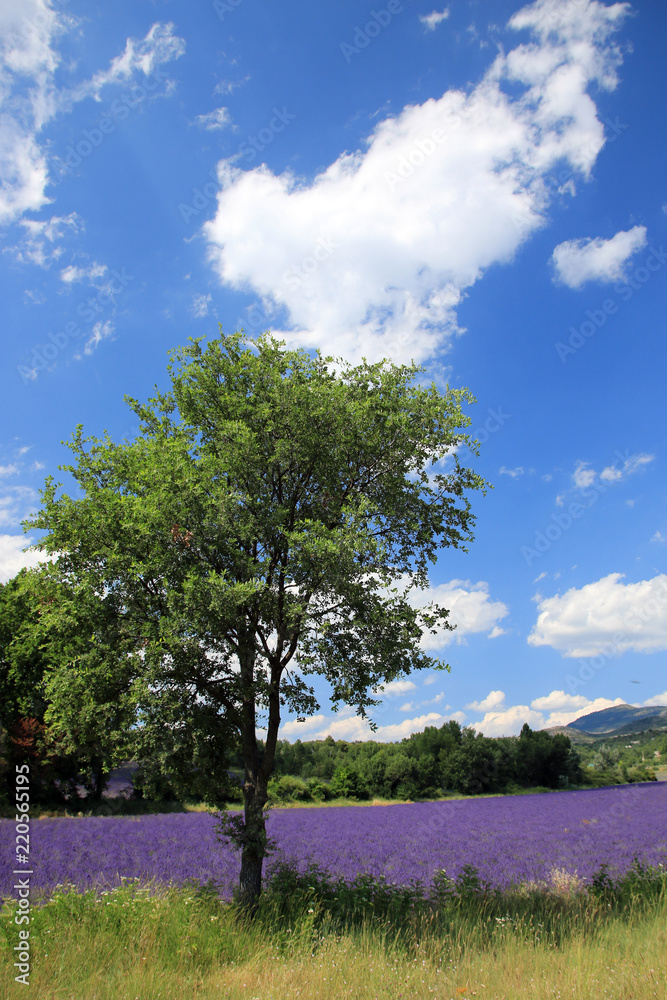 Fototapeta premium Lavendelfeld in der Provence