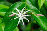 Angelwing jasmine (Jasminum laurifolium) white flower closeup - Davie, Florida, USA
