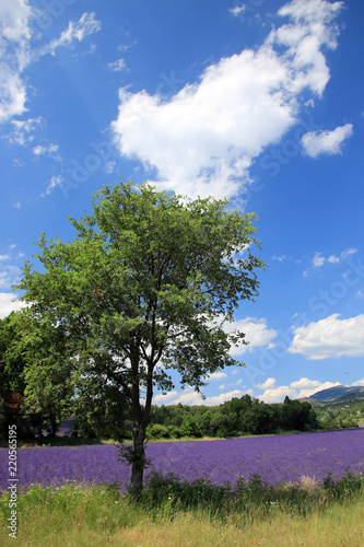 Fototapeta Naklejka Na Ścianę i Meble -  Lavendelfeld in der Provence