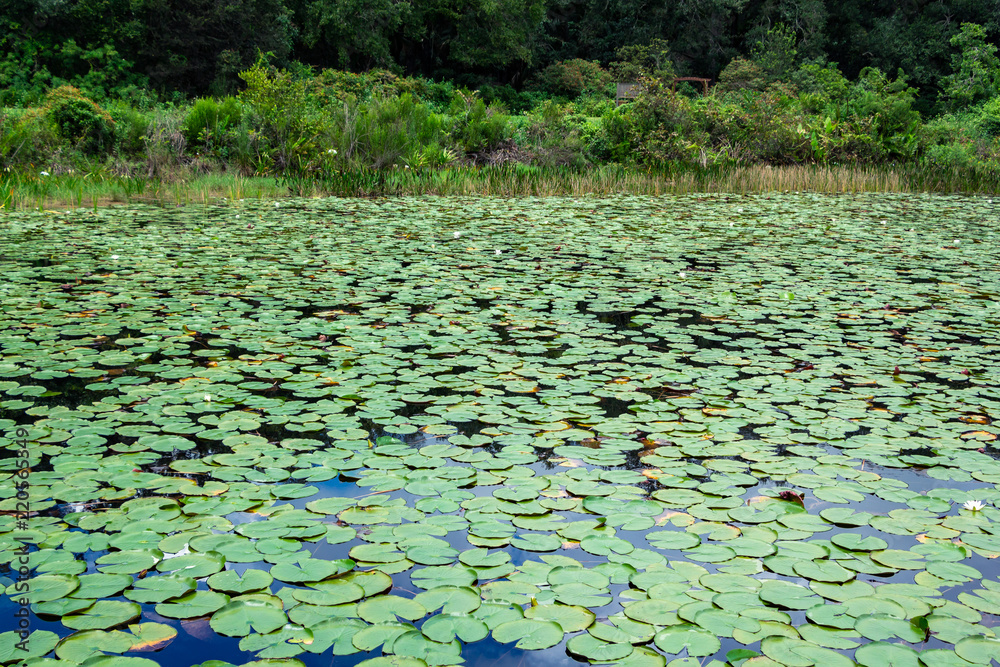 Lake covered in American water lily pads (Nymphaea odorata) - Long Key Natural Area, Davie, Florida, USA Lake covered in American water lily pads (Nymphaea odorata) - Long Key Natural Area, Davie, Florida, USA
