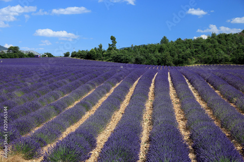 Fototapeta Naklejka Na Ścianę i Meble -  Lavendelfeld in der Provence