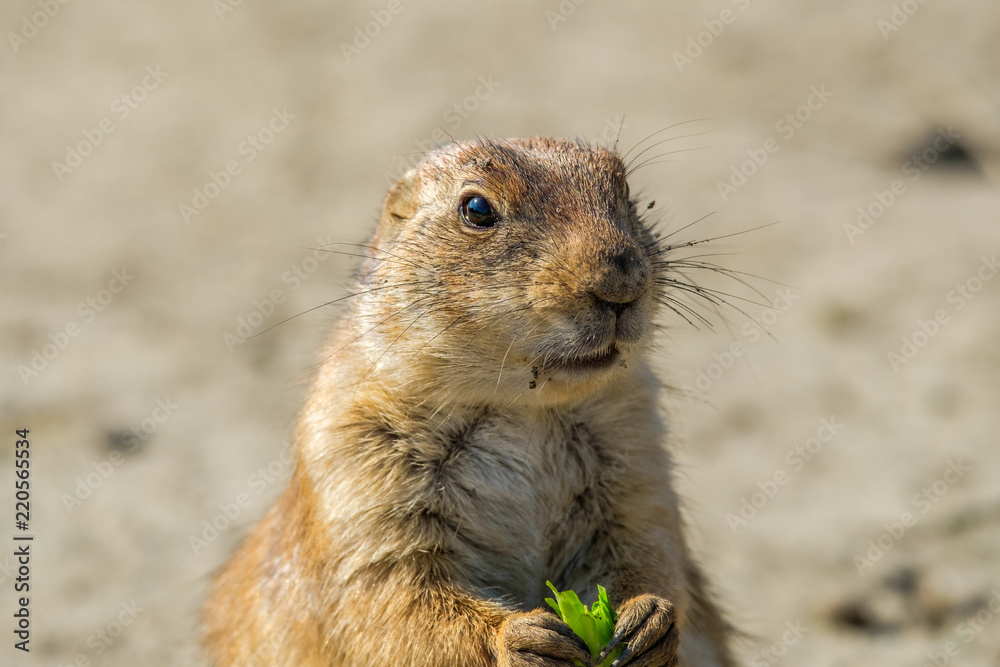 Portrait of a prairie dog with a green leaf between his front paws Portrait of a prairie dog with a green leaf between his front paws