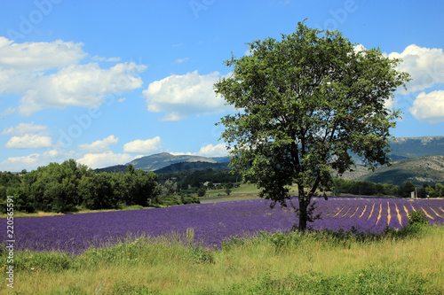 Fototapeta Naklejka Na Ścianę i Meble -  Lavendelfeld in der Provence