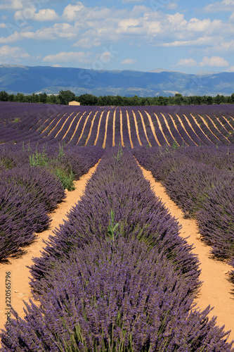 Fototapeta Naklejka Na Ścianę i Meble -  Lavendelfeld in der Provence