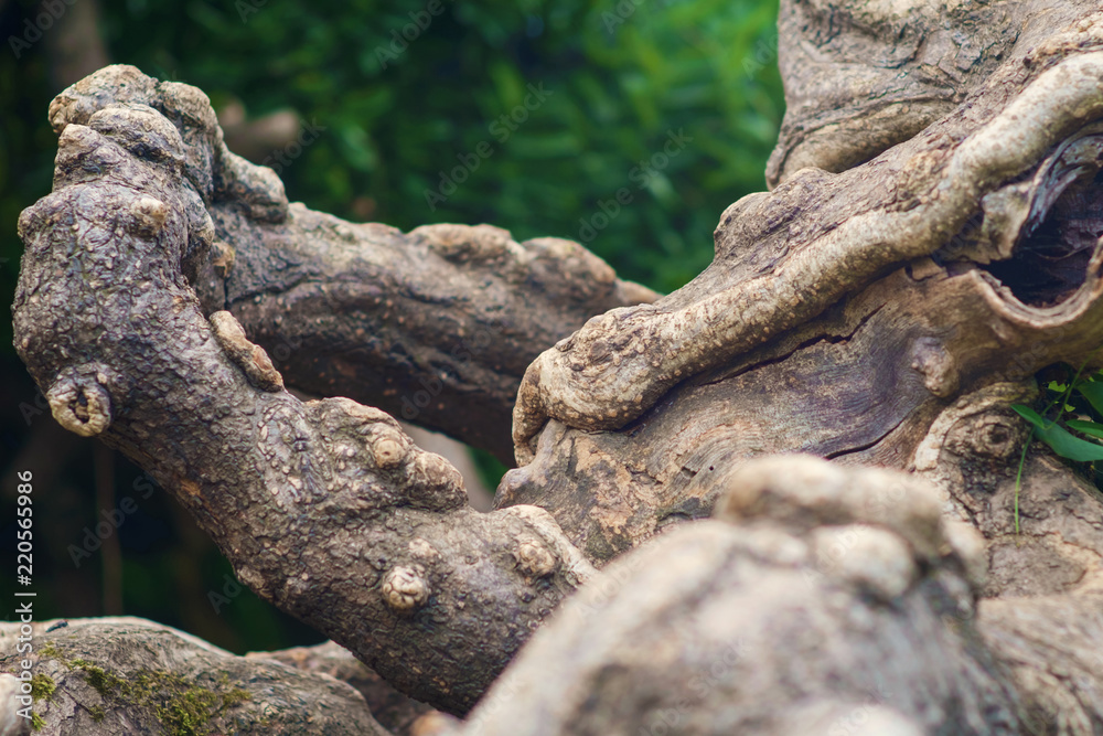 Twisted tropical tree