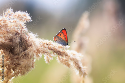 orange butterfly sits on the summer field with grass feather grass on a background