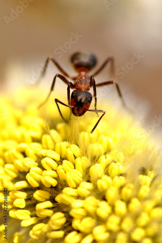 Ant © Ivan