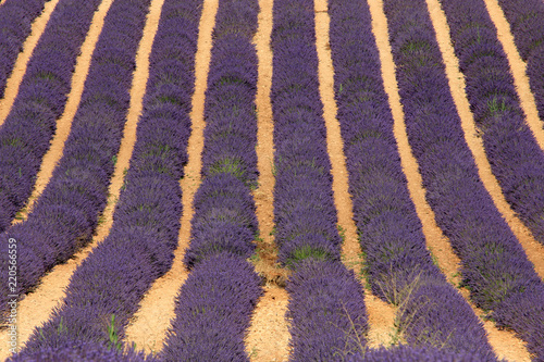 Fototapeta Naklejka Na Ścianę i Meble -  Lavendelfeld in der Provence