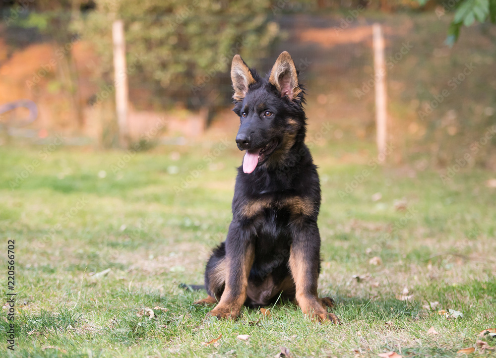 german shepherd dog