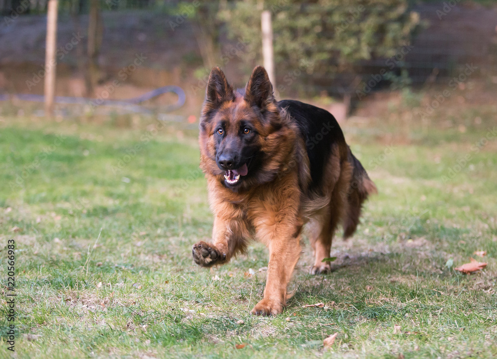 Naklejka premium german shepherd dog