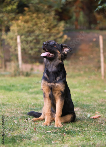 german shepherd dog © bina01