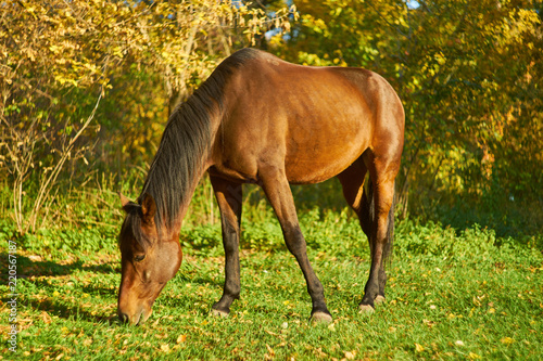 Horse on the green grass photo